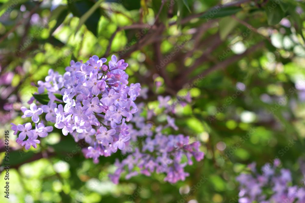 Purple lilac blooming on green background Purple lilac blooming on green background