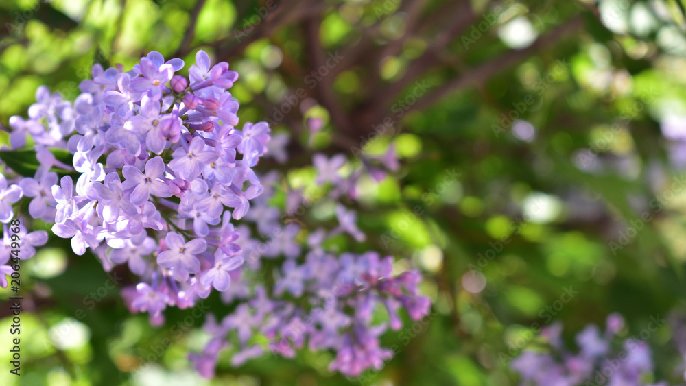 Purple lilac blooming on green background