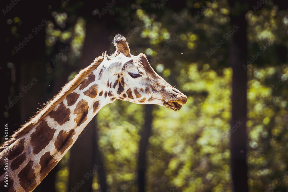 Obraz premium Girafe