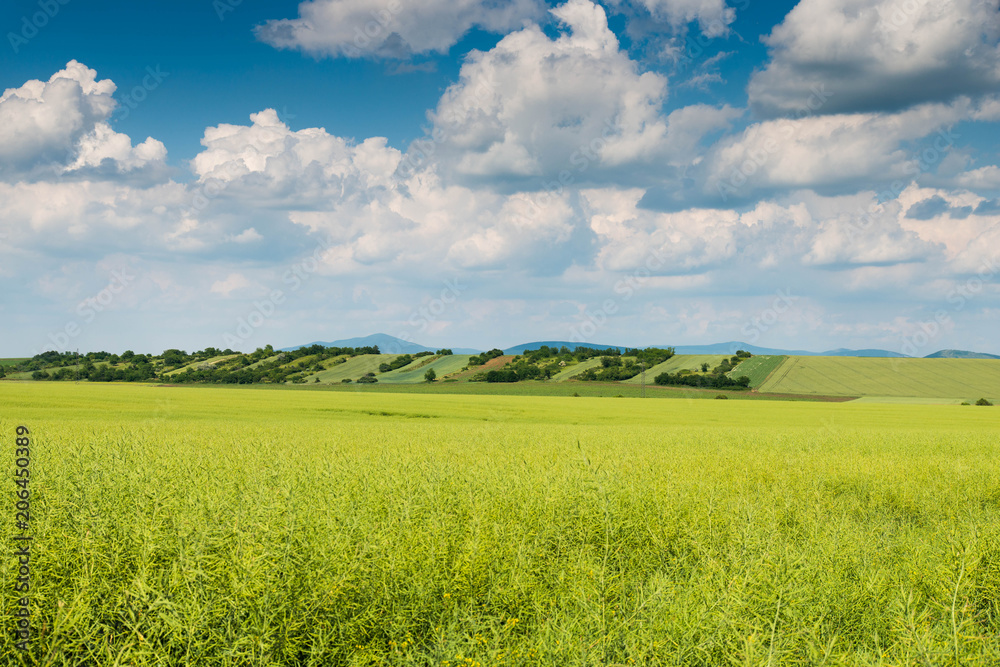 Fototapeta premium green field