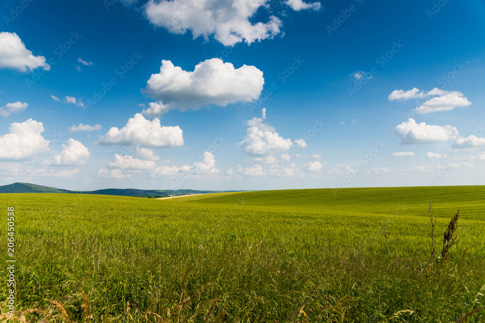 Obraz premium green field