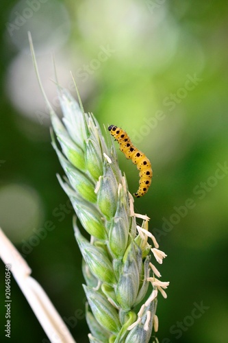 yellow black caterpillar on a wheat ears