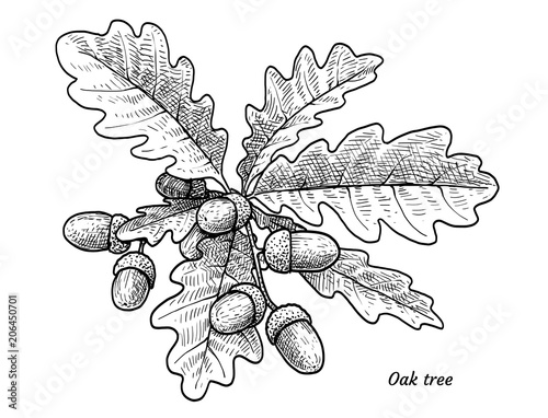 Oak tree with acorns illustration, drawing, engraving, ink, line art, vector