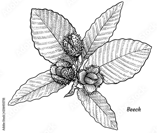 Beech with leaves and fruits illustration, drawing, engraving, ink, line art, vector

