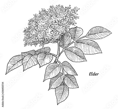 Elder flower illustration, drawing, engraving, ink, line art, vector
