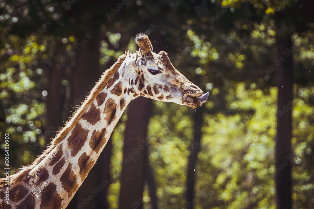 Obraz premium Girafe