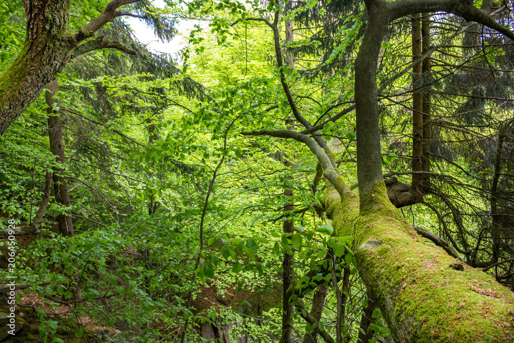 Neature Neature