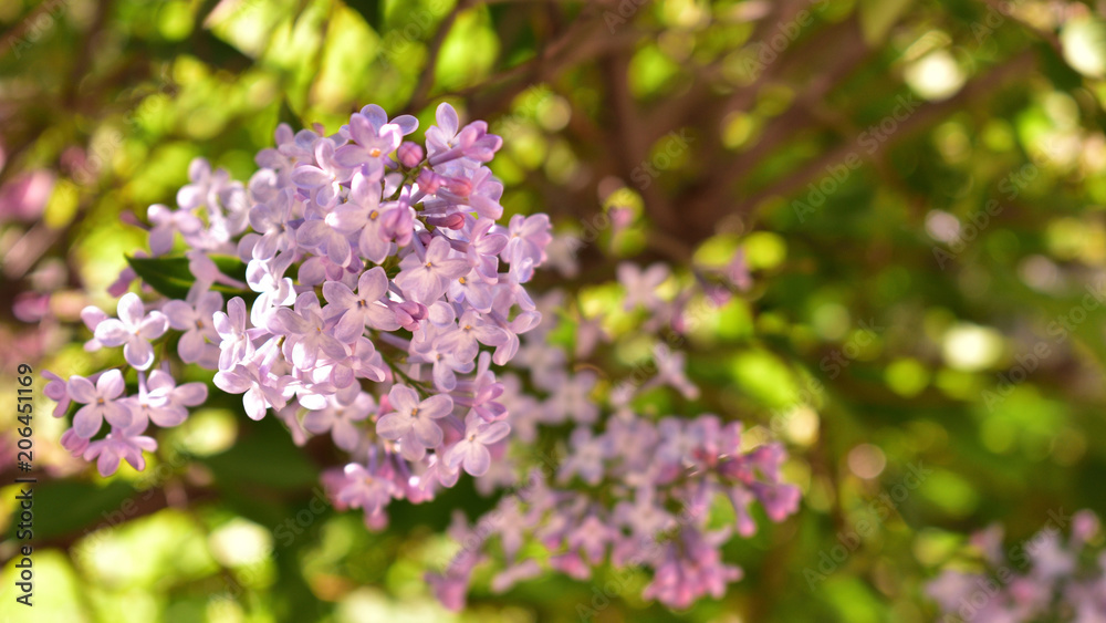 Purple lilac blooming on green background