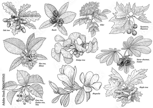Tree branchcollection illustration, drawing, engraving, ink, line art, vector
