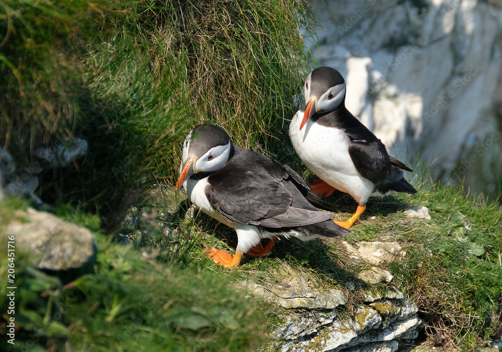 Puffins are any of three small species of alcids in the bird genus Fratercula with a brightly coloured beak during the breeding season. These are pelagic seabirds that feed primarily by diving. Puffins are any of three small species of alcids in the bird genus Fratercula with a brightly coloured beak during the breeding season. These are pelagic seabirds that feed primarily by diving.