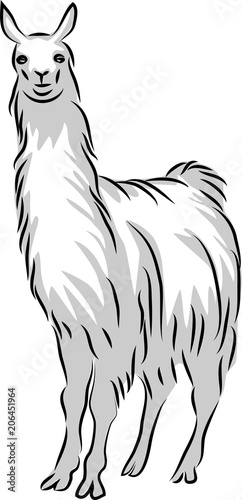 Llama - three colors illustration