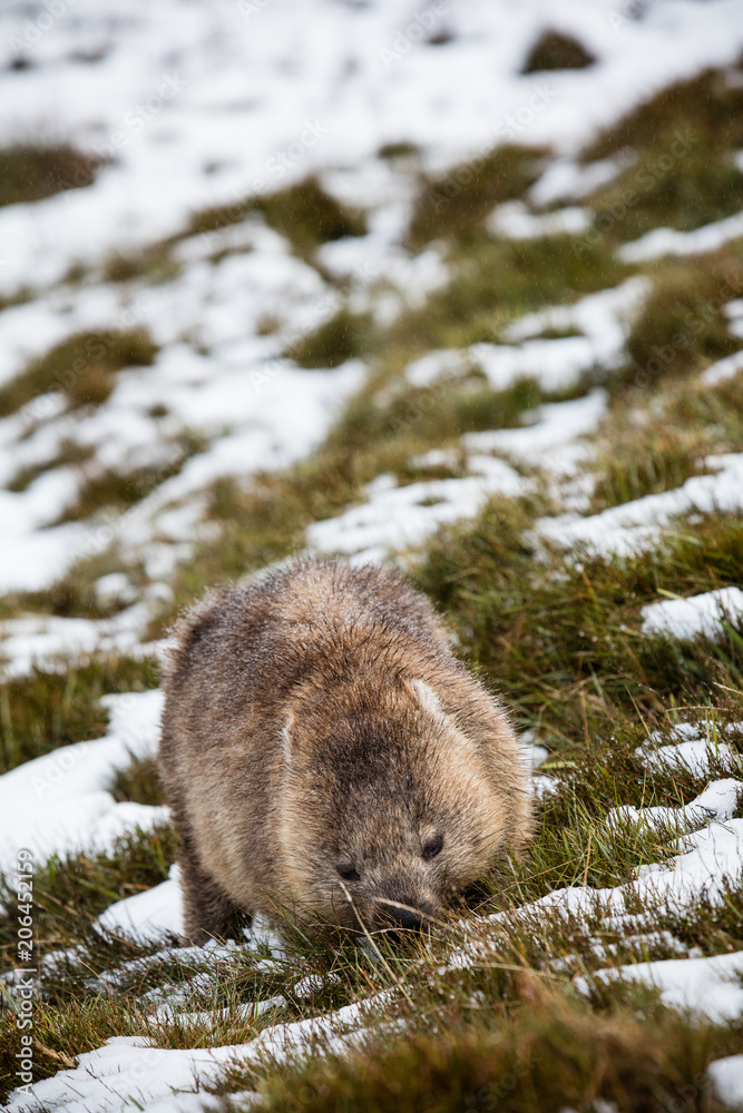 Wombat foraging in the snow at Cradle Mountain, Tasmania Wombat foraging in the snow at Cradle Mountain, Tasmania