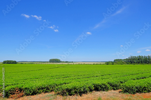 Beautiful green Mate tea plantation field in province Misiones Argentina, South America
