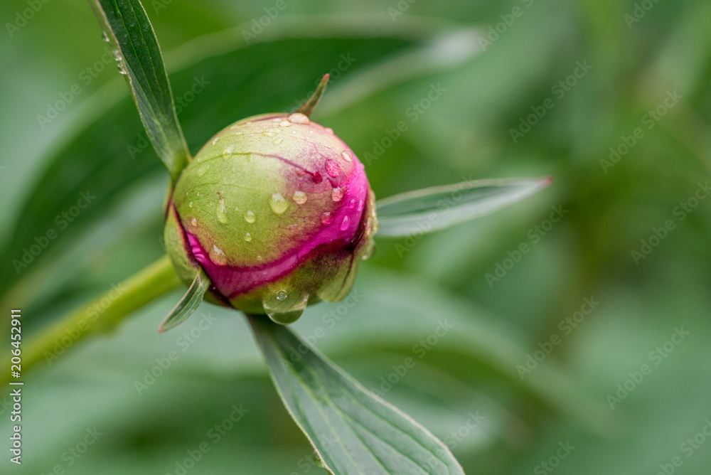 Flower bud close up Flower bud close up