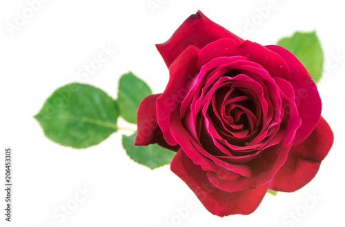 Red rose on white background top view