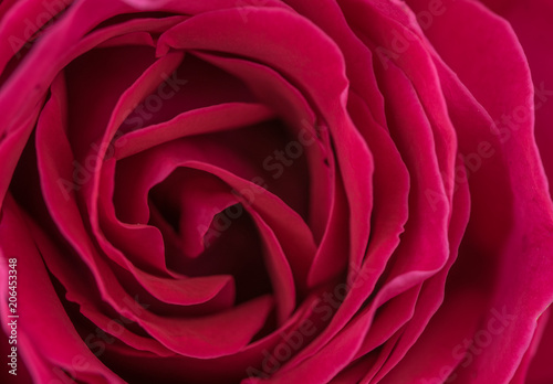 Rose Petals Closeup