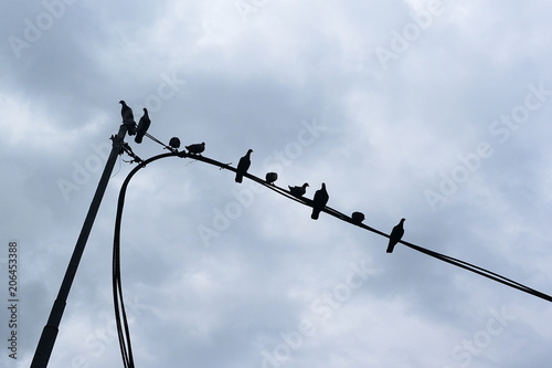 crows gathering on the electric live wire