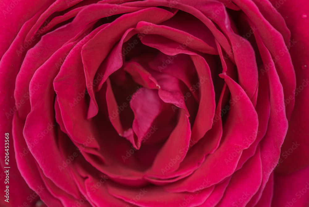 Red Rose Closeup