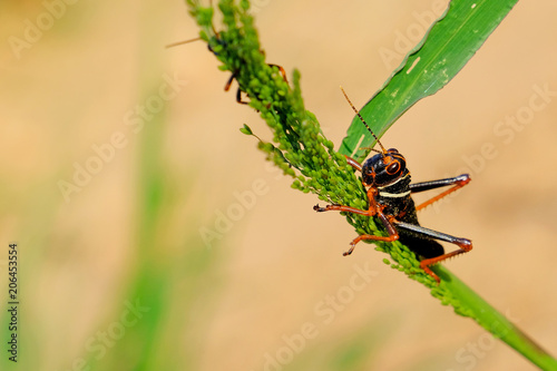 Bild auf Leinwand Black, orange red grasshopper, Gran Chaco, Paraguay South America