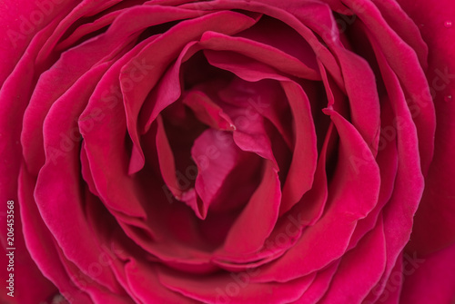 Red Rose Closeup