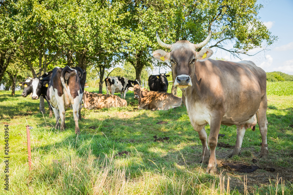 Rinder Kühe auf Weide im Sommer 