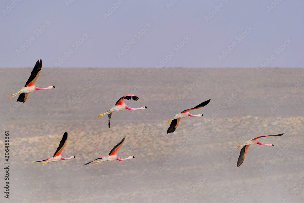 Obraz premium Flying Chile Flamingos, Phoenicopterus Chilensis, Surire Lagoon Salt Lake Natural Monument, Arica, Chile