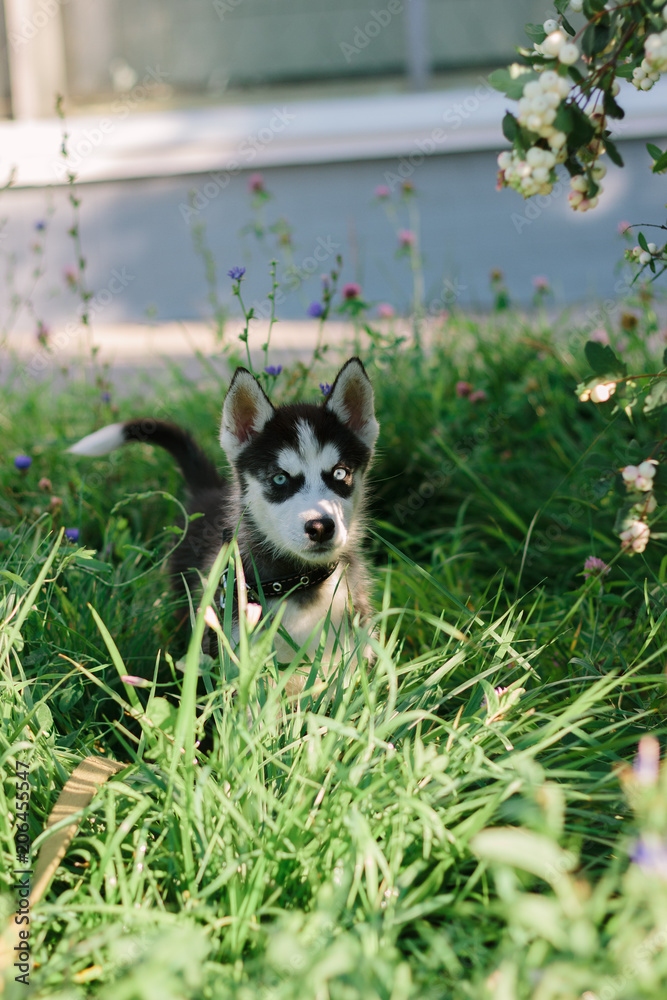 Little husky dog at green grass
