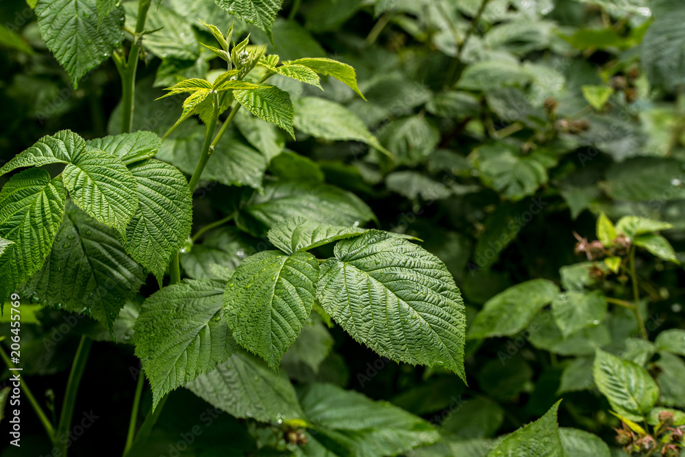 Raspberry Plants Raspberry Plants