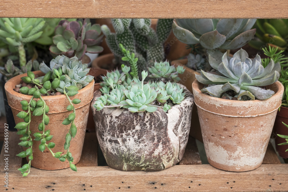 Mix Types of Echeveria ,Pearl String Succulent Houseplant Clay Pot on Wooden shelf