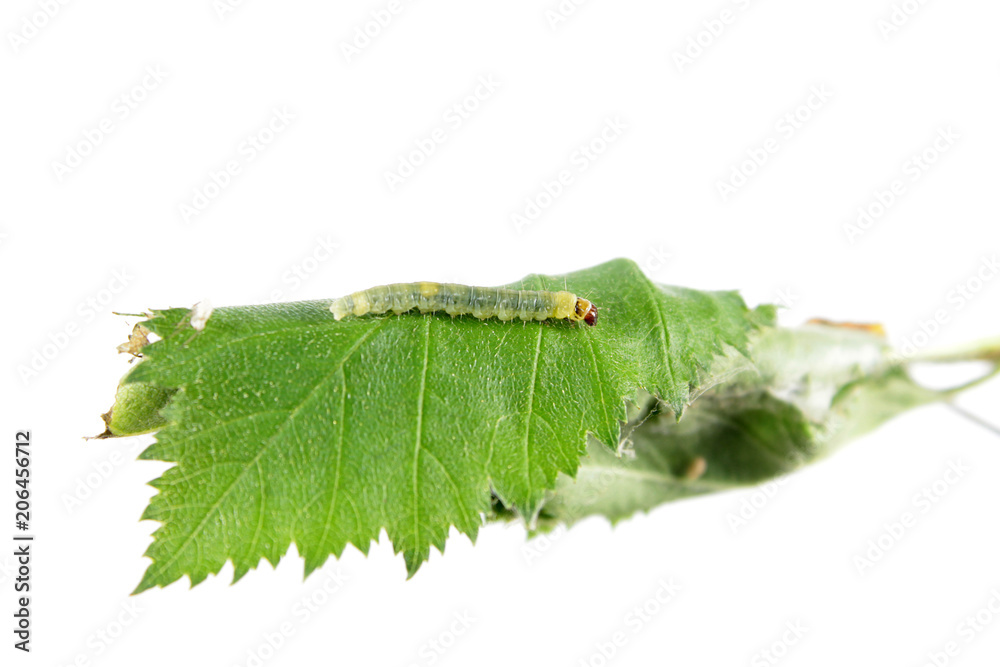 Green leaf of hawthorn (Crataegus submollis), rolled in tubule and caterpillar of Archips rosana or rose tortrix isolated on white background Green leaf of hawthorn (Crataegus submollis), rolled in tubule and caterpillar of Archips rosana or rose tortrix isolated on white background