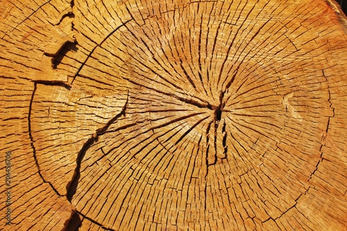 Cut tree trunk ring texture