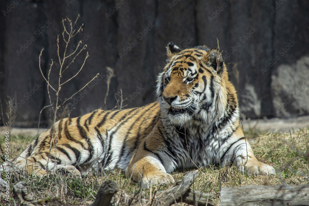 Obraz premium Tiger on the lawn