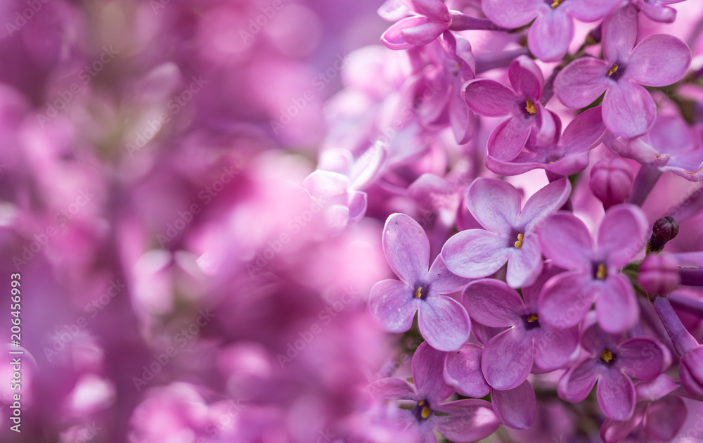 Lilac Flowering