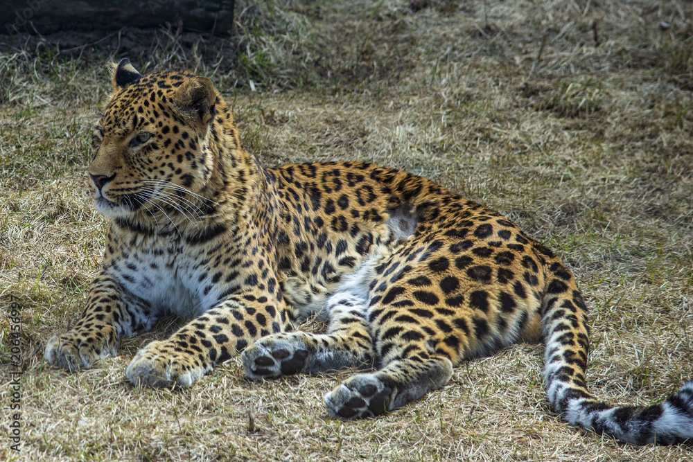 Fototapeta premium Leopard on the lawn
