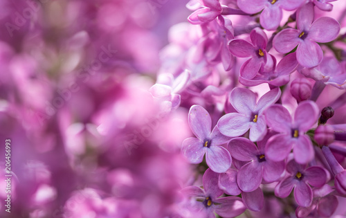 Lilac Flowering © Levon