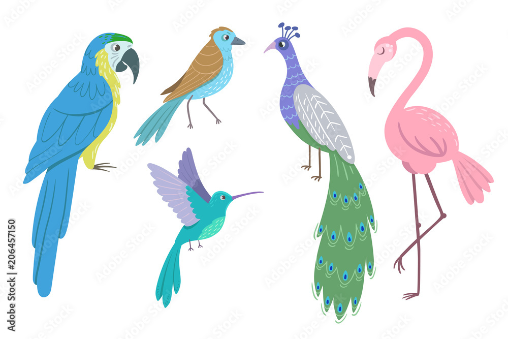 Naklejka premium Set of beautiful birds on white background. Peacock, parrot ara, hummingbird, flamingo. Vector illustration.
