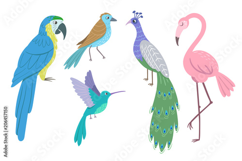 Set of beautiful birds on white background. Peacock  parrot ara  hummingbird  flamingo. Vector illustration.