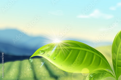 Green tea plantation background