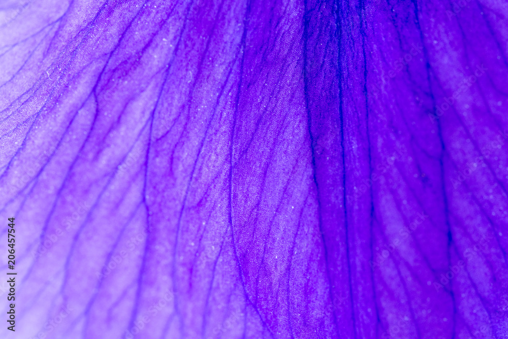Purple Flower Petal Background Purple Flower Petal Background