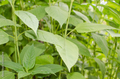 Generic vegetation of intense green color for background and texture.