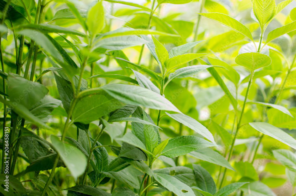 background and texture of vegetation intense green color. the Jerusalem artichoke plant brings bulbs appreciated in the kitchen, loved for their contrasts and mineral scent, yellow flower.