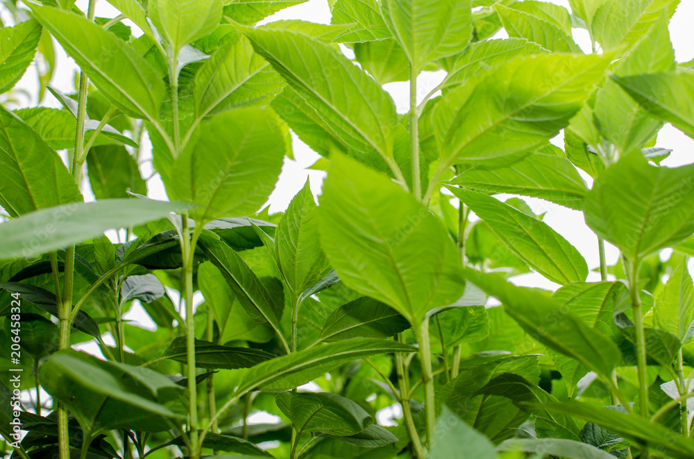 background and texture of vegetation intense green color. the Jerusalem artichoke plant brings bulbs appreciated in the kitchen, loved for their contrasts and mineral scent, yellow flower. background and texture of vegetation intense green color. the Jerusalem artichoke plant brings bulbs appreciated in the kitchen, loved for their contrasts and mineral scent, yellow flower.