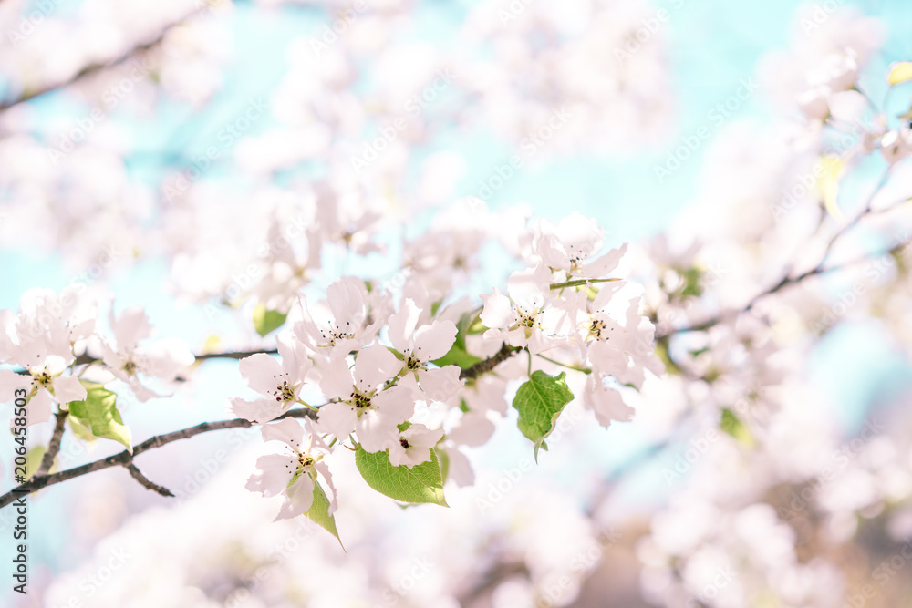 Blooming bird cherry tree