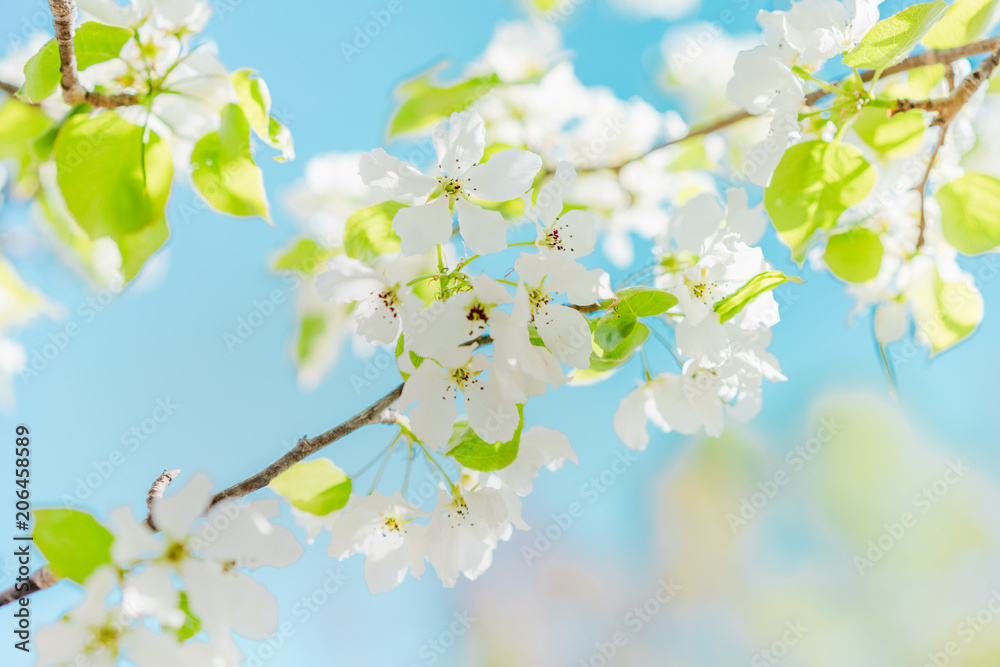 Fototapeta premium Blooming bird cherry tree