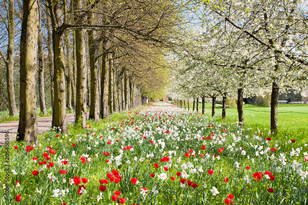 Fototapeta premium Flowers blossoming in park in a spring sunny day