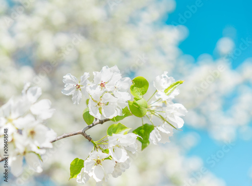 Blooming bird cherry tree