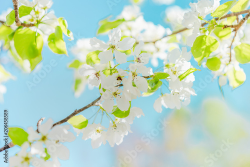 Blooming bird cherry tree © Mikhail Mishchenko