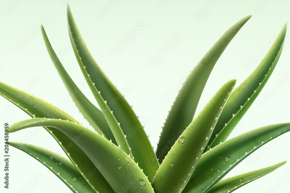 Obraz premium Aloe Vera plant