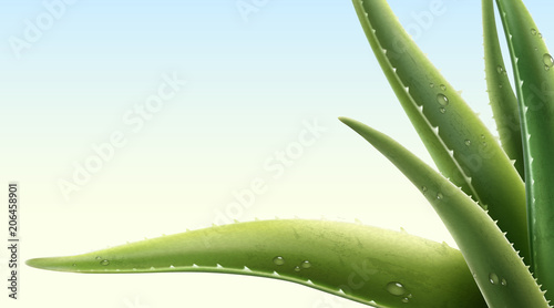 Aloe Vera plant