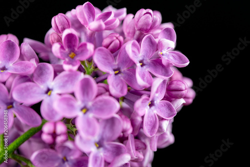 Fototapeta Naklejka Na Ścianę i Meble -  Purple Lilac Flowers Close up